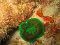 corail solitaire de wells   scolimia wellsi